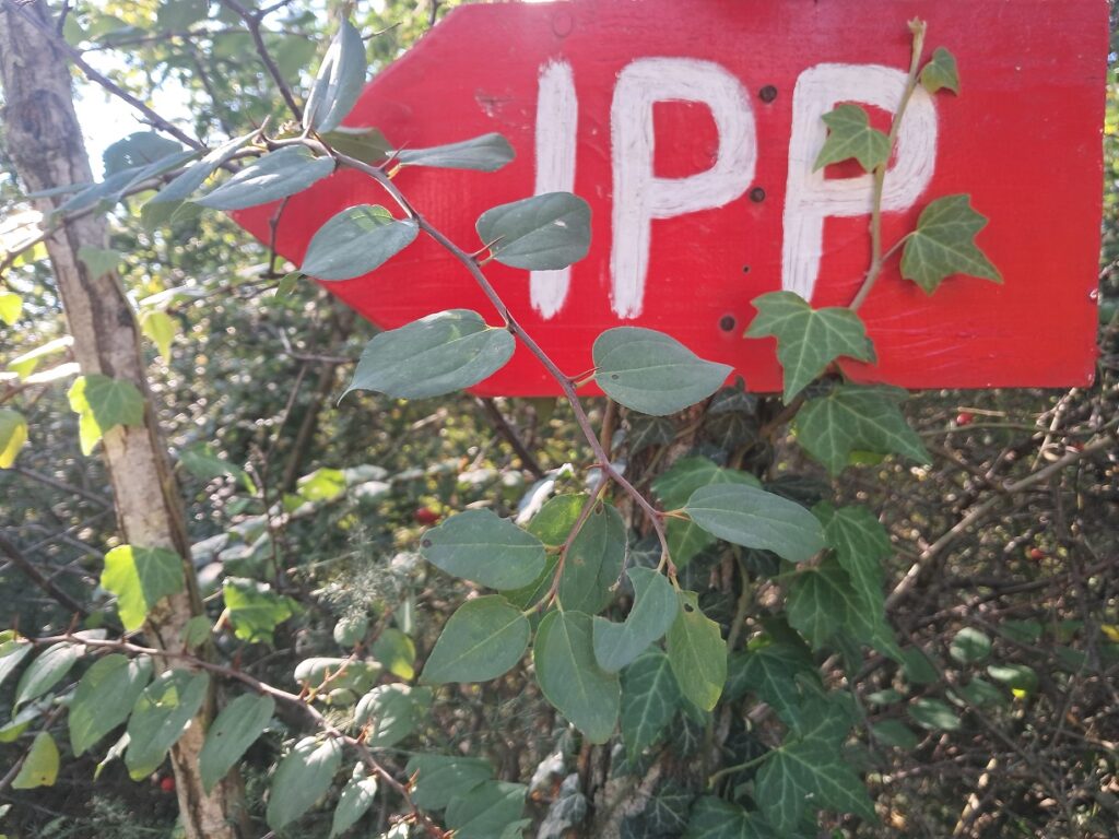 IPP, 2025.